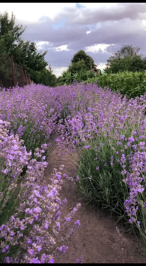 Close-up of blooming lavender against a dramatic sky. Stock-Footage 341479329