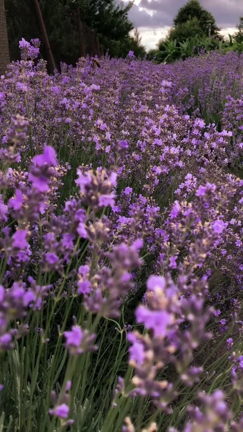 Close-up of blooming lavender against a dramatic sky. Stock-Footage 341479331