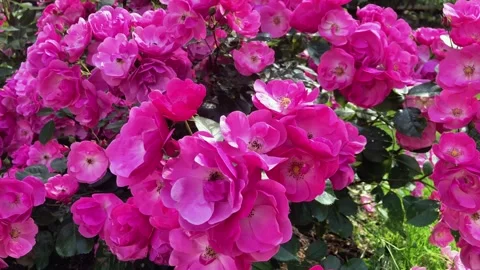 Close Up of Blooming Lavender Dream Rose Bush with Bright Pink Flowers Stock-Footage 336954040