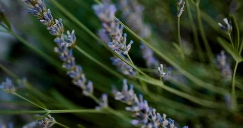 Close up blooming lavender in the field Video stock 118086363