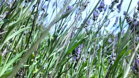 Close up  Blooming Lavender Flowers Blowing in the Wind in a Summer Garden Stock Footage 313628000
