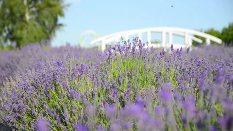 Close Up of Blooming Lavender Flowers in Summer Field With Soft Bokeh Stock Footage 342489454