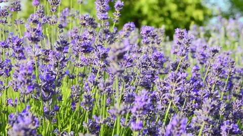Close Up of Blooming Lavender Flowers in Summer Field With Soft Bokeh Video stock 342489456
