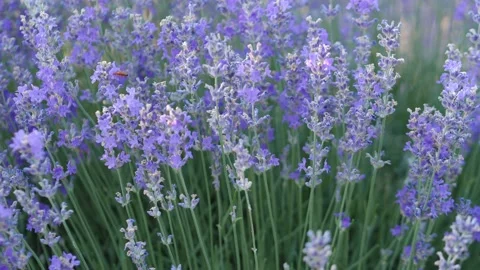 Close up Blooming Lavender Stock Footage 199425082