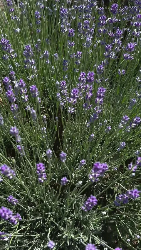 Close-up of blooming lavender in full sunlight, showcasing vibrant purple Vidéo 312643173