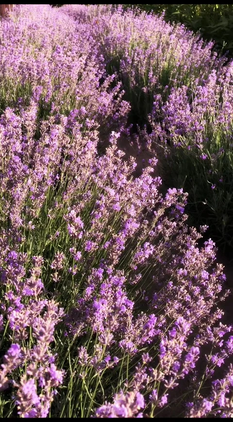 Close-up of blooming lavender in the rays of the setting sun Stock-Footage 341479306