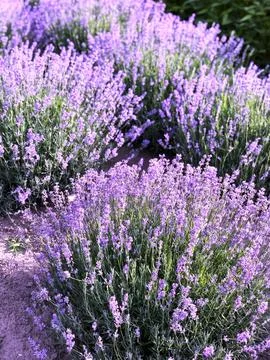Close-up of blooming lavender in the rays of the setting sun. Stock Photos
