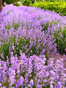 Close-up of blooming lavender in the rays of the setting sun Stock Photos
