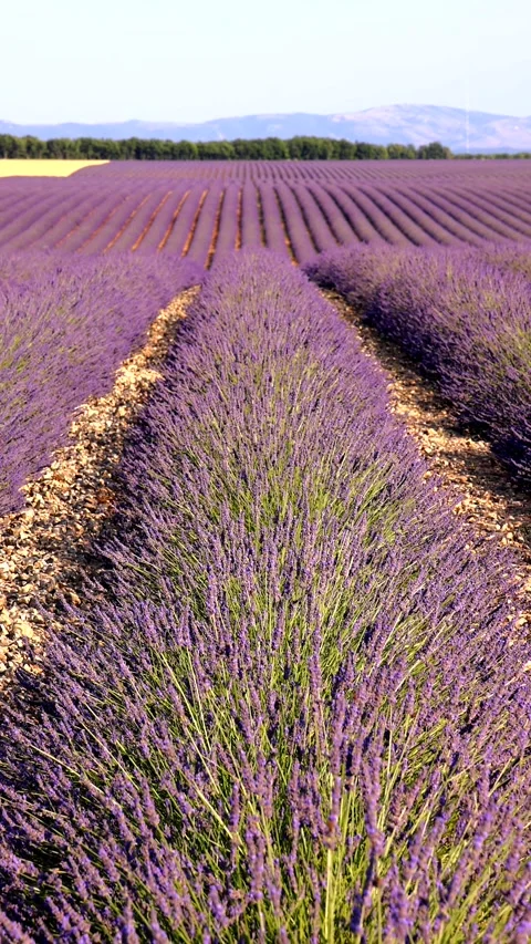 Close-up of blooming lavender in summer - intense colours and natural beauty, Stock Footage 313283410