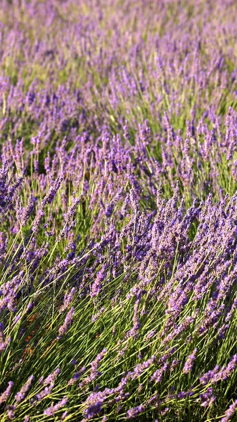 Close-up of blooming lavender in summer - intense colours and natural beauty, Stock Footage 313283505