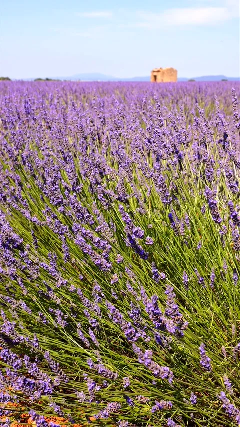 Close-up of blooming lavender in summer - intense colours and natural beauty, Stock Footage 313283564