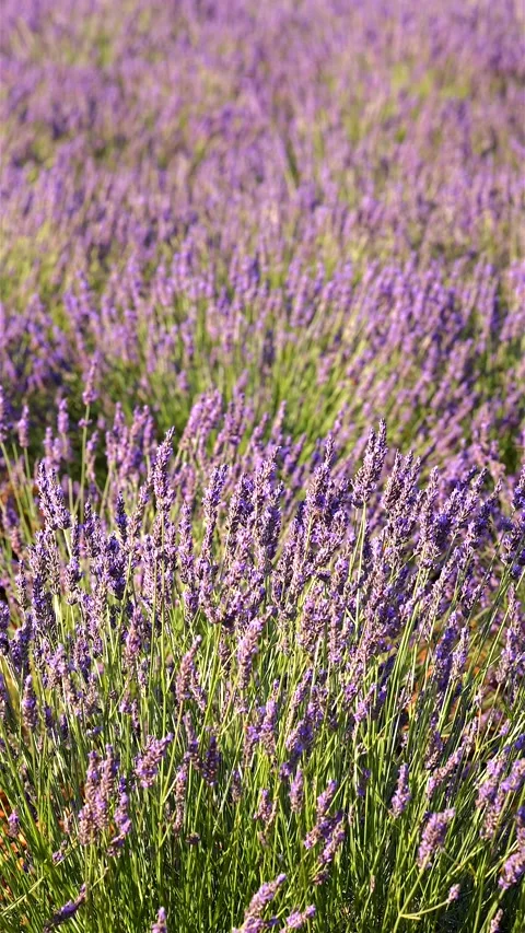 Close-up of blooming lavender in summer - intense colours and natural beauty, Stock Footage 313283574