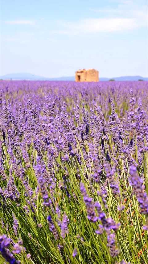 Close-up of blooming lavender in summer - intense colours and natural beauty, Stock Footage 313283696