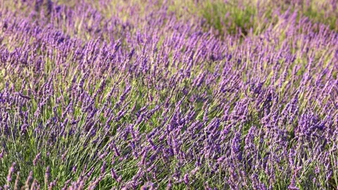 Close-up of blooming lavender in summer - intense colours and natural beauty, Stock Footage 313284766