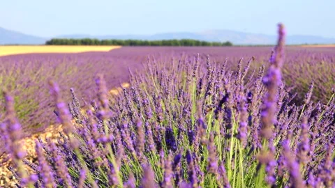 Close-up of blooming lavender in summer - intense colours and natural beauty, Stock Footage 313284804