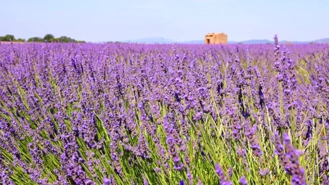Close-up of blooming lavender in summer - intense colours and natural beauty, Stock Footage 313284832