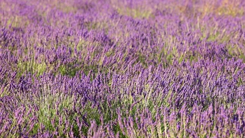 Close-up of blooming lavender in summer - intense colours and natural beauty, Stock Footage 313284978
