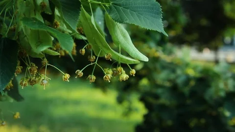 Close Up Of Blooming Leaves Stock Footage 92387680