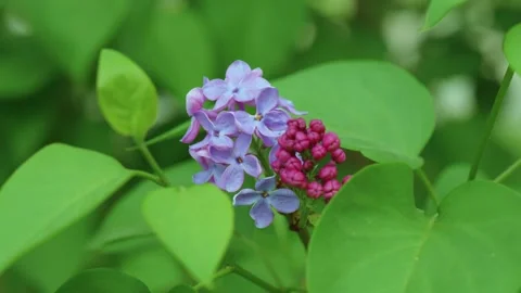 Close-up of a blooming lilac branch Stockbeeldmateriaal 273731810