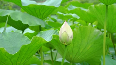 Close up of a blooming lotus flower bud in a lush green pond Stock Footage 341997933