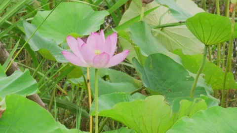 Close-up of a blooming lotus 스톡 동영상 347501083