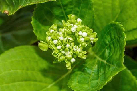 Close-up of a blooming lush mint leaf white flower Fotos de archivo