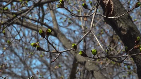 Close Up of Blooming Maple Tree Buds in Early Springtime Stock Footage 345006080