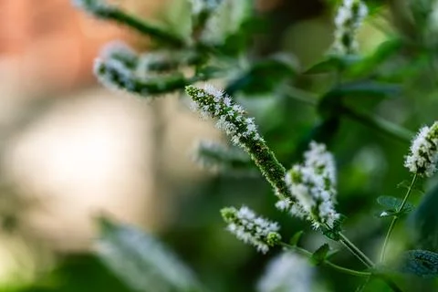Close up of blooming mint shoots full of tiny buds and developed white flowers Foto stock