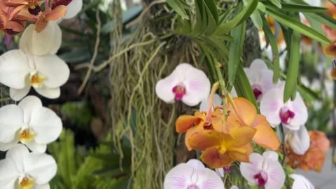 Close-up of blooming Moth Orchids or Phalaenopsis Stock Footage 311503237