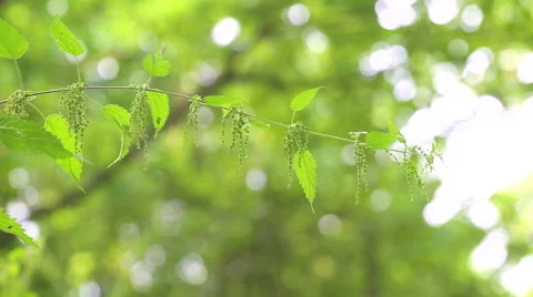 Close up of blooming nettle. Full HD video 動画素材 58668601