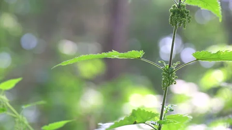 Close up of blooming nettle. Full HD video Stock Footage 58668618
