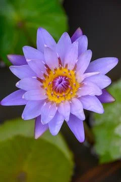 Close-up of blooming Nymphaea nouchali or water lily flowers with green lea.. Stock Photos