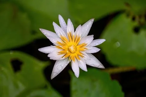 Close-up of blooming Nymphaea nouchali or water lily flowers with green lea.. Stock Photos