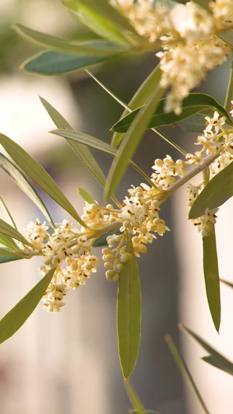 Close Up of Blooming Olive Tree Branch in Mediterranean Sunlight Stock Footage 337994941