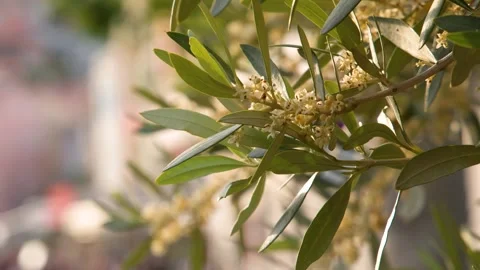 Close Up of Blooming Olive Tree Branch in Mediterranean Sunlight Stock Footage 339404715