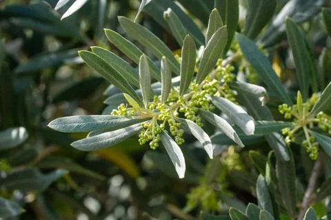 Close-up of blooming olive tree in springtime. Stock Photos