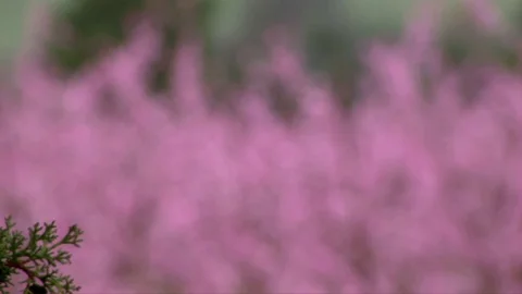 Close up of blooming peach blossoms Stock Footage 84310474