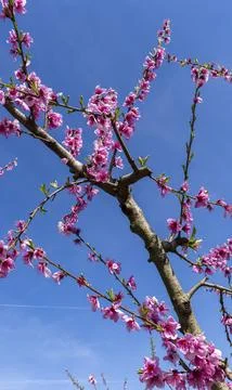 Close-up of blooming peach tree with delicate pink petals 스톡 사진