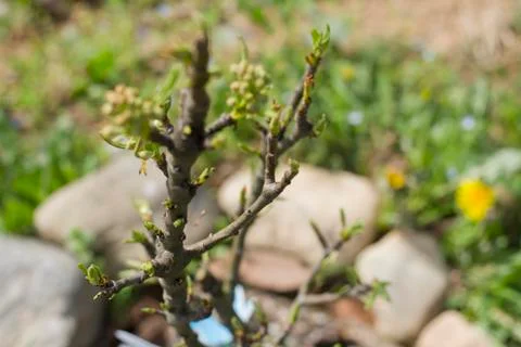 Close up of blooming pear tree Stock Photos