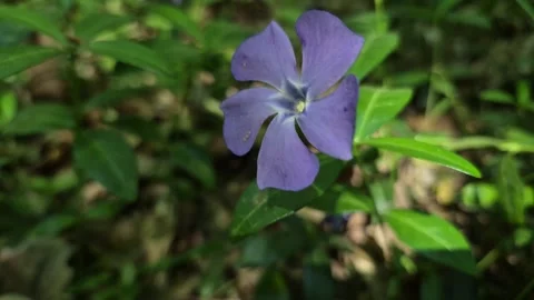 A close-up of a blooming periwinkle in a mountain forest Stock Footage 334042605