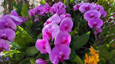 Close up blooming phalaenopsis on the tree. Vídeo Stock 263726147