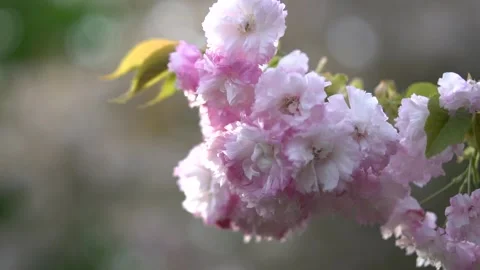 Close-up of blooming pink cherry blossoms in an outdoor setting, with soft and Stock Footage 295317870