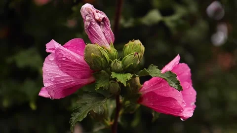 Close Up of a Blooming Pink Flower Stock Footage 303059471