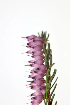 Close up of blooming pink flower with tiny little buds on spring Erica carnea Stock Photos