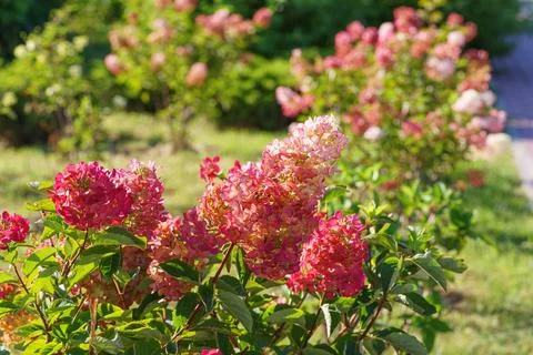 Close up of blooming pink hydrangea paniculata flowers in sunny garden with.. Stock Photos