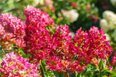 Close up of blooming pink hydrangea paniculata flowers in sunny garden with.. Stock Photos