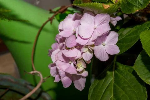 Close-up of a blooming pink hydrangea Foto stock