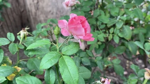 Close-up blooming pink rose with delicate unfolding petals Stock Footage 314098596