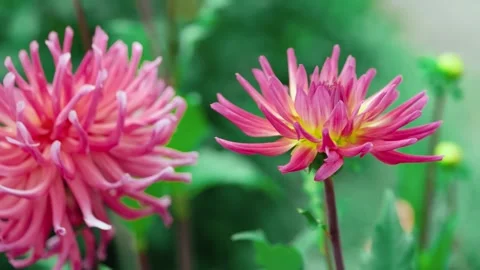 Close-up of a blooming pink semi-cactus dahlia flower Stock Footage 346381864