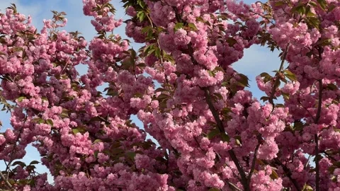 Close-up of blooming pink tree flowers moving with the wind Stock Footage 306556119